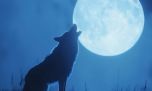 ¿Cuándo y cómo ver la Luna del Lobo 2026?