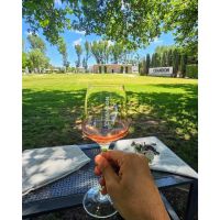 Guía para recorrer los Caminos del Vino de Mendoza en 2026: cómo funciona Bus Vitivinícola