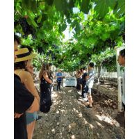 Guía para recorrer los Caminos del Vino de Mendoza en 2026: cómo funciona Bus Vitivinícola