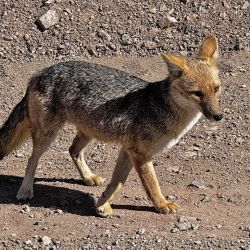 Travesía off road al lado oculto de la Cordillera de los Andes, organizada por Mainumby4x4.