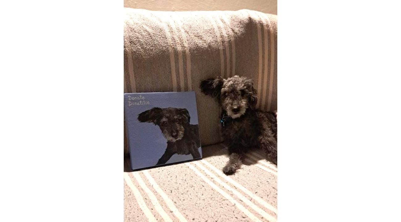 Peludos Pintados: más que un retrato de una mascota