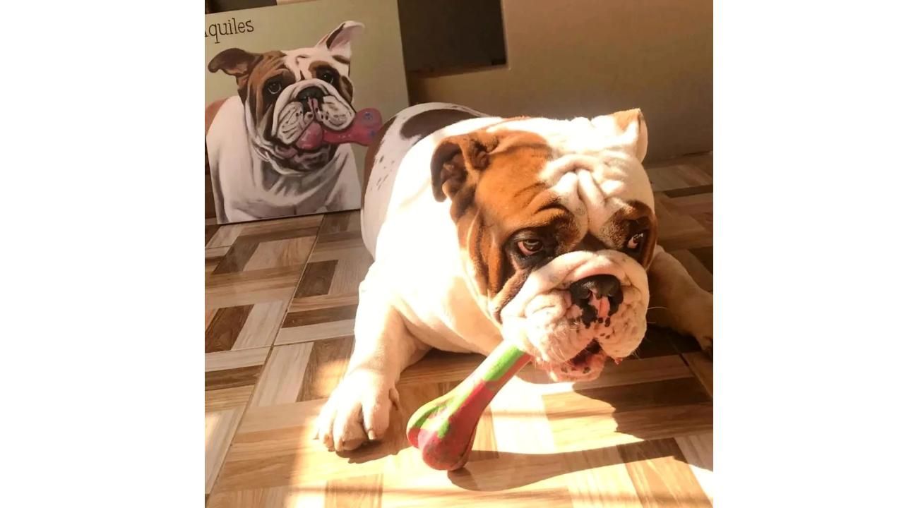 Peludos Pintados: más que un retrato de una mascota