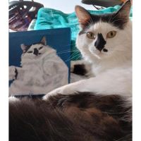 Peludos Pintados: más que un retrato de una mascota