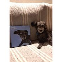 Peludos Pintados: más que un retrato de una mascota