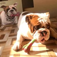 Peludos Pintados: más que un retrato de una mascota