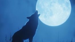 0201_luna del lobo