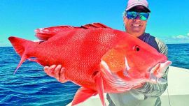 Los peces multicolores del océano Indico.