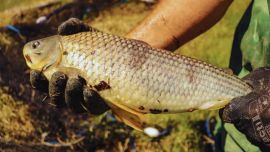 Originaria de las cuencas del Paraná y otros ríos sudamericanos, la boga combina identidad local, bajo requerimiento proteico, buena tolerancia térmica y excelente rendimiento productivo. Su cultivo se presenta así como una oportunidad concreta para diversificar la acuicultura nacional.