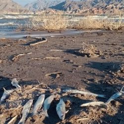 Ante la superposición de estudios y resultados dispares, los expertos valoran que la investigación esté ahora en manos de la justicia, bajo la órbita de la UFI Norte. 