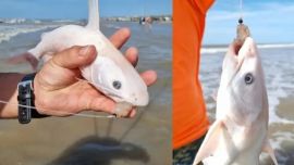 El bagre fantasma de la Patagonia: un hallazgo único que sorprendió a pescadores y científicos