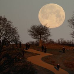 La superluna de Wolf se pone, vista desde Richmond Park, al suroeste de Londres, a primera hora de la mañana. | Foto:HENRY NICHOLLS / AFP