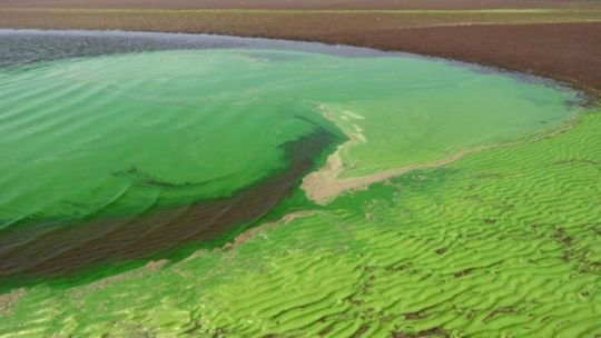Cianobacterias: 3 municipios bonaerenses en Alerta Roja