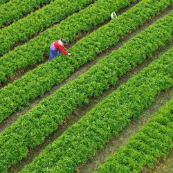 Vista aérea tomada con un dron de un agricultor cosechando verduras, en la aldea de Xialiang, en la ciudad de Hezhou, en la región autónoma zhuang de Guangxi, en el sur de China. | Foto:Xinhua/Wei Rudai