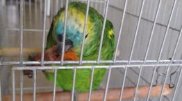 06-01-2025 Pipo el loro robado en Córdoba