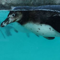 Un pingüino de Humboldt nada durante una sesión fotográfica para el inventario anual en el Zoológico de Londres ZSL, en el centro de Londres. | Foto:Adrian Dennis / AFP