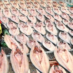 Una mujer seca pescado, en el distrito de Jimo de Qingdao, en la provincia de Shandong, en el este de China. | Foto:Xinhua/Liang Xiaopeng