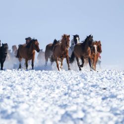 Imagen de una escena durante una presentación de caballos galopando en un parque de humedales, en el distrito de Zhaosu, en la región autónoma uygur de Xinjiang, en el noroeste de China. Aprovechando sus recursos únicos de hielo y nieve en invierno, el distrito de Zhaosu ha desarrollado diversos servicios turísticos invernales para atraer visitantes. | Foto:Xinhua/Xu Hongyan