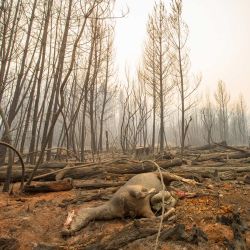 Un caballo muerto en la zona afectada por un incendio forestal en El Hoyo, en la región patagónica de la provincia de Chubut, Argentina. Miles de hectáreas de bosque fueron devastadas por el fuego en la Patagonia, donde se encuentra en alerta roja debido a las condiciones extremas, un año después de que la región sufriera sus peores incendios forestales en tres décadas. | Foto:MARTIN LEVICOY / AFP