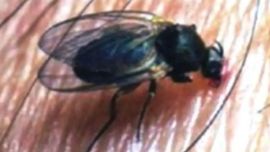Alerta por barigüí en el AMBA: qué es la "mosca negra", por qué aparece y cómo cuidarse de sus picaduras