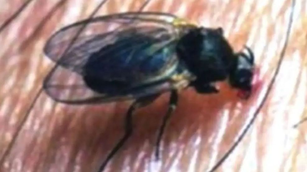 Alerta por barigüí en el AMBA: qué es la 