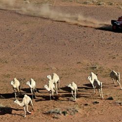 Los camellos se escapan mientras el piloto sudafricano Henk Lategan de Toyota Gazoo Racing W2rc y el copiloto sudafricano Brett Cummings compiten en la Etapa 5 de la 48ª edición del Rally Dakar 2026, entre Al-Ula y Hail, Arabia Saudita. | Foto:Giuseppe Cacace / AFP