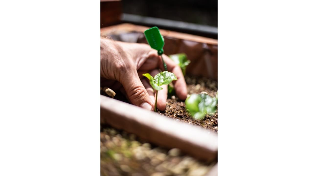 Tomás Forte: un caficultor argentino apasionado