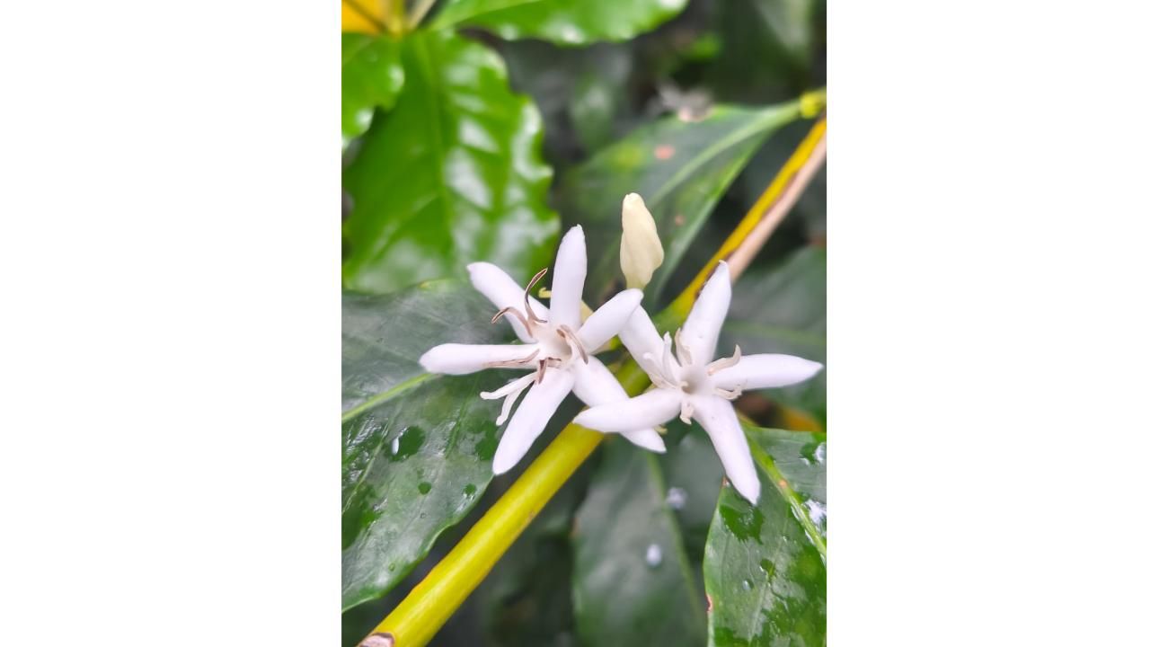 Tomás Forte: un caficultor argentino apasionado