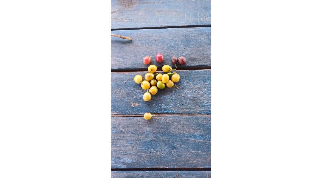 Tomás Forte: un caficultor argentino apasionado