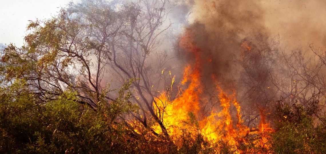 Incendios en la Patagonia: qué está pasando y cómo podés colaborar