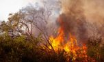 Incendios en la Patagonia: qué está pasando y cómo podés colaborar