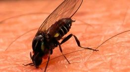 Alerta por la "mosca negra" que muerde: puede causar dolor, hinchazón y alergia.
