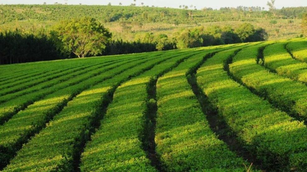 09-01-2026 Agro Misiones