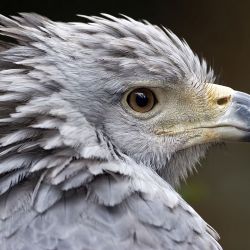 Aves Argentinas adquirió 47.600 hectáreas para ampliar el Parque Nacional Traslasierra.