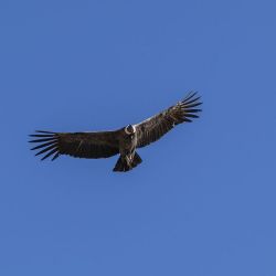 Aves Argentinas adquirió 47.600 hectáreas para ampliar el Parque Nacional Traslasierra.