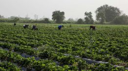 Mujeres en la agroindustria