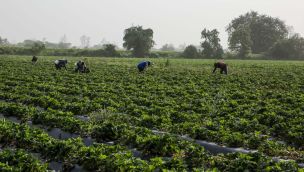 Mujeres en la agroindustria