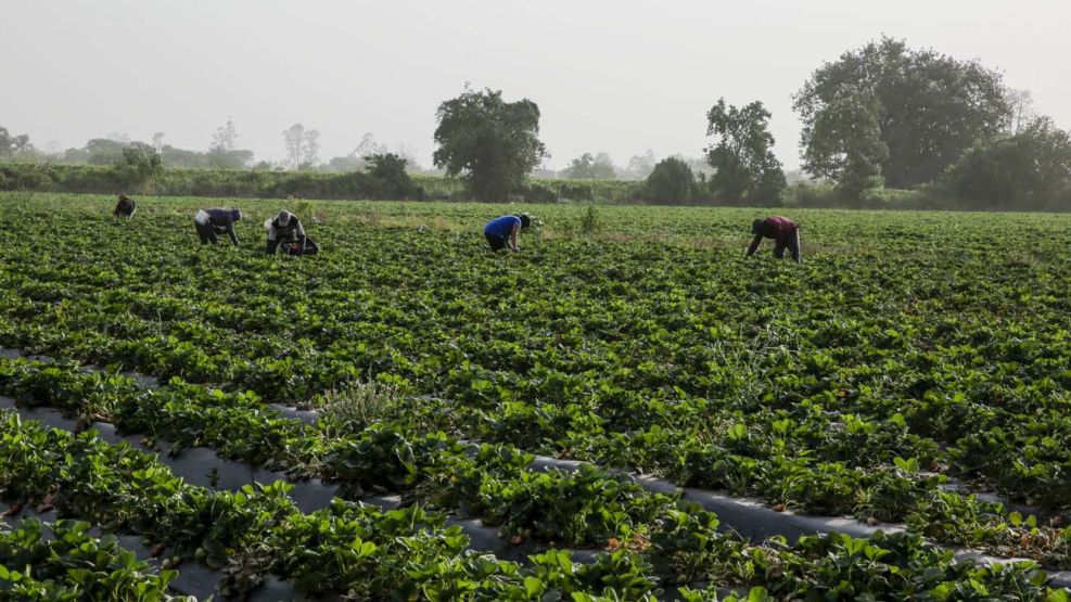 Mujeres en la agroindustria