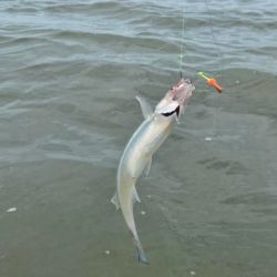 El arranque del 2026 confirma que las lagunas bonaerenses siguen siendo un refugio de oportunidades para el pescador deportivo.