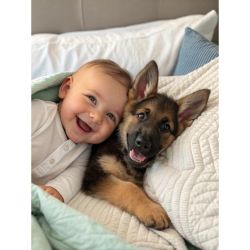 Cómo elegir la mejor cobertura médica para tu mascota. Las claves que todo tutor debería conocer | Foto:CONTENT NOTICIAS