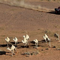Los camellos se escapan mientras el piloto sudafricano Henk Lategan de Toyota Gazoo Racing W2rc y el copiloto Brett Cummings compiten en la Etapa 5 de la 48ª edición del Rally Dakar 2026, entre Al-Ula y Hail, Arabia Saudita. | Foto:Giuseppe Cacace / AFP