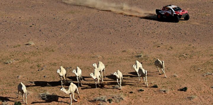 Los camellos se escapan mientras el piloto sudafricano Henk Lategan de Toyota Gazoo Racing W2rc y el copiloto Brett Cummings compiten en la Etapa 5 de la 48ª edición del Rally Dakar 2026, entre Al-Ula y Hail, Arabia Saudita.