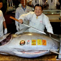 El ejemplar fue capturado frente a las costas de Oma, en el norte del país y fue adjudicado por más de 510 millones de yenes.