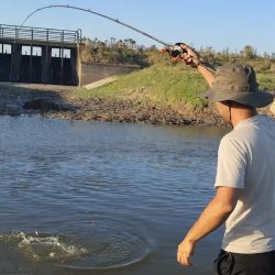 Lisas, tarariras y carpas abundan en este pesquero carente de servicios pero con buen pique. 