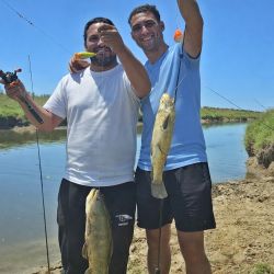 Lisas, tarariras y carpas abundan en este pesquero carente de servicios pero con buen pique. 