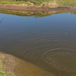 Lisas, tarariras y carpas abundan en este pesquero carente de servicios pero con buen pique. 