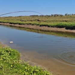 Lisas, tarariras y carpas abundan en este pesquero carente de servicios pero con buen pique. 