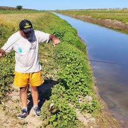Lisas, tarariras y carpas abundan en este pesquero carente de servicios pero con buen pique. 
