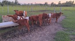 abigeato en Corrientes