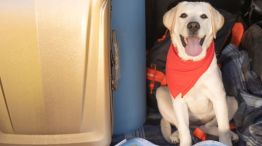 Viajar con mascotas