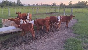 abigeato en Corrientes